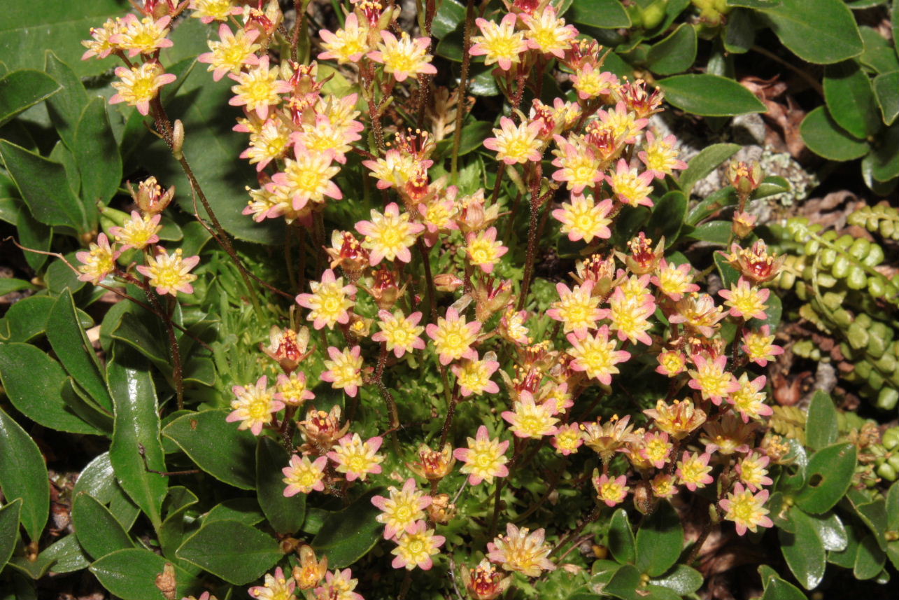 Saxifraga exarata subsp. moschata / Sassifraga muschiata